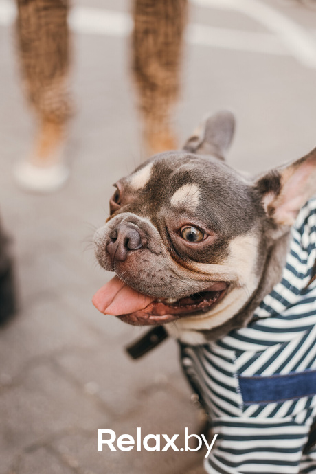 Акция Пушистого Добра, фото № 170