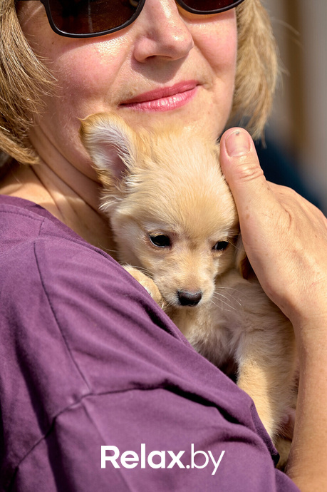 Акция пушистого добра, фото № 44