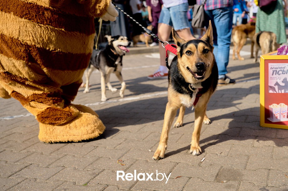 Акция пушистого добра, фото № 90