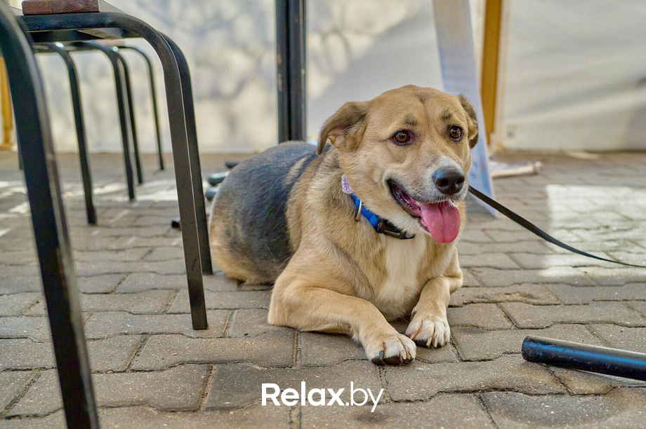 Акция пушистого добра, фото № 6