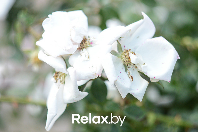 Фестиваль роз, фото № 45