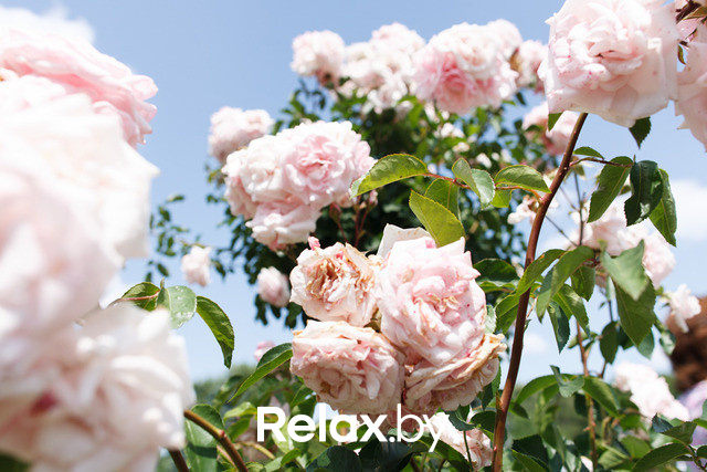 Фестиваль роз, фото № 33