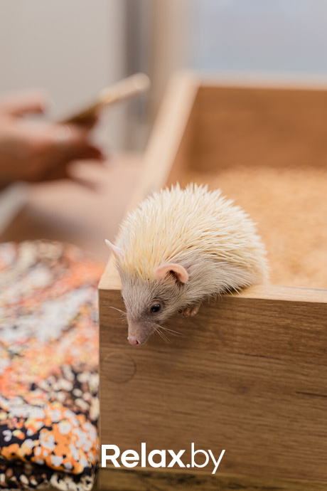 Открытие антикафе «Ёж кафе», фото № 35