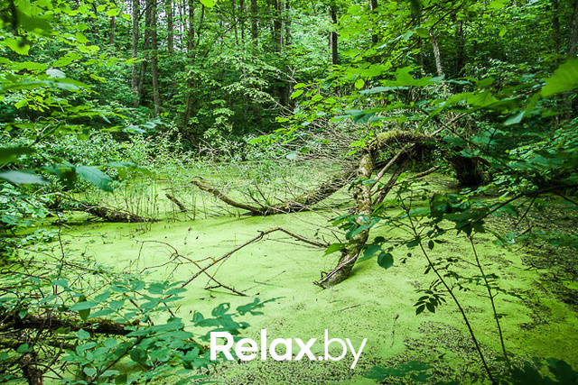 Тимбилдинг, фото № 25