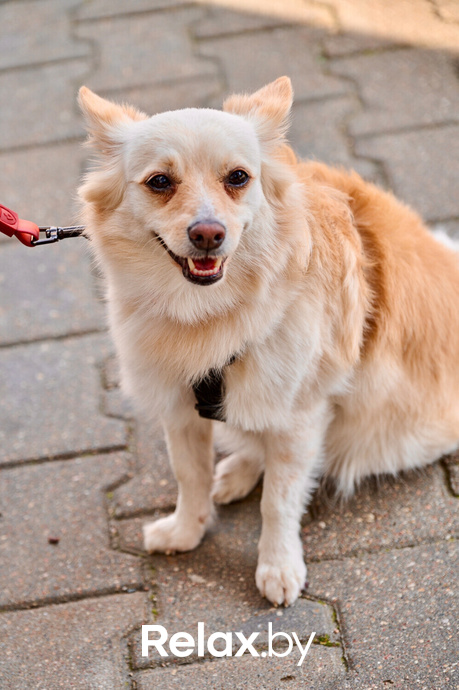 Акция пушистого добра, фото № 82