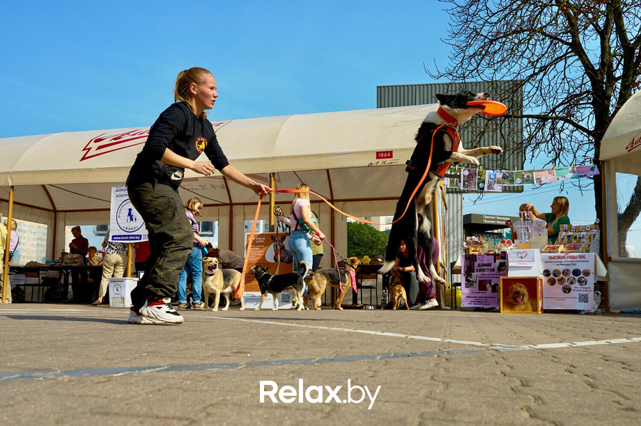 Акция пушистого добра, фото № 20