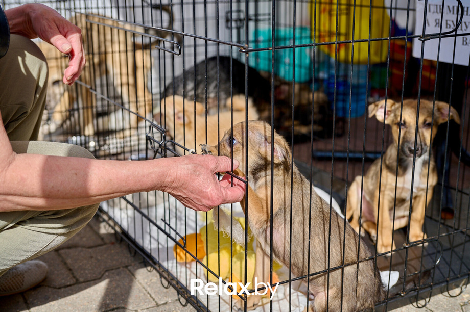 Акция пушистого добра, фото № 77