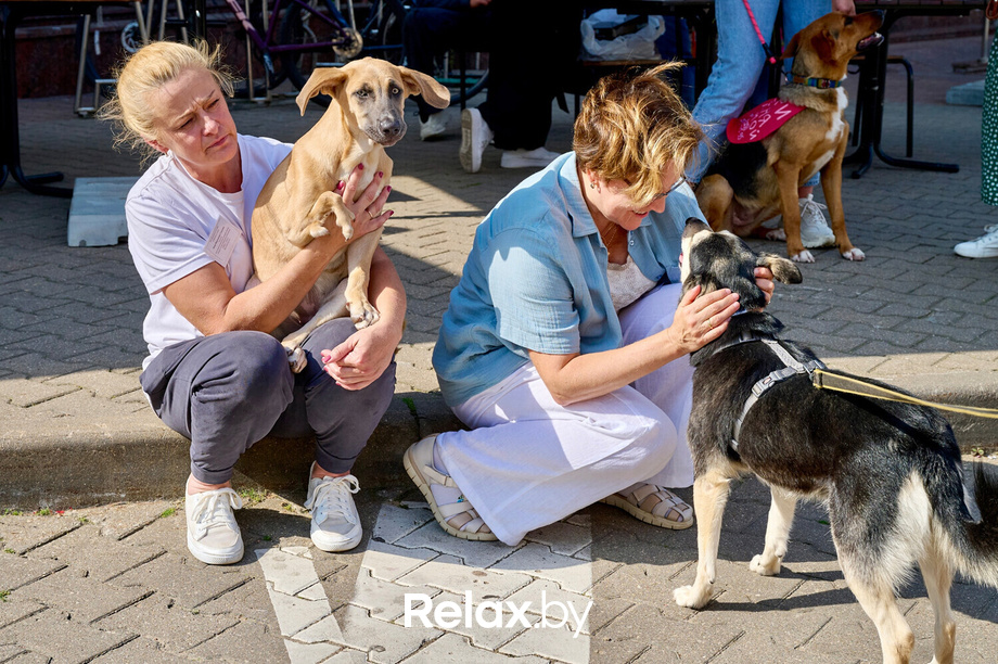 Акция пушистого добра, фото № 131