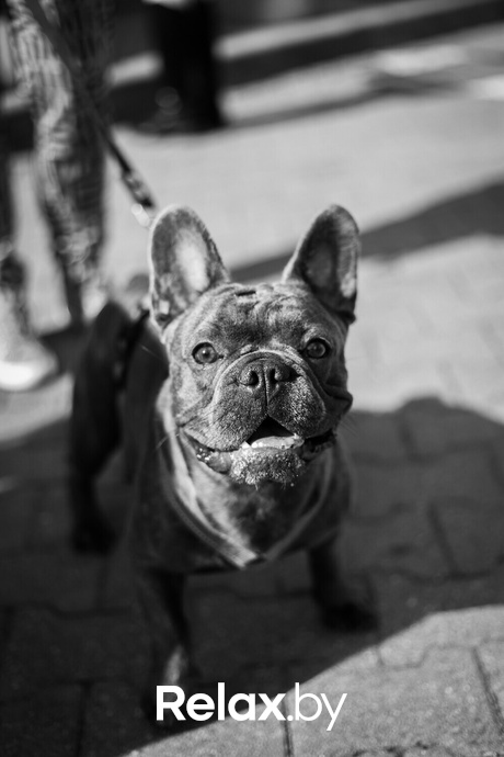 Акция Пушистого Добра, фото № 171