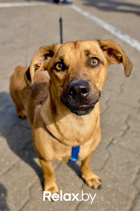 Акция пушистого добра, фото № 61