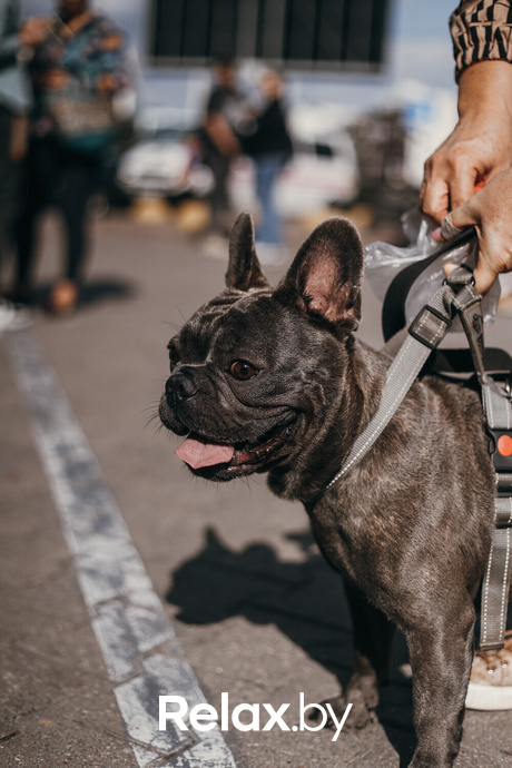 Акция Пушистого Добра, фото № 169