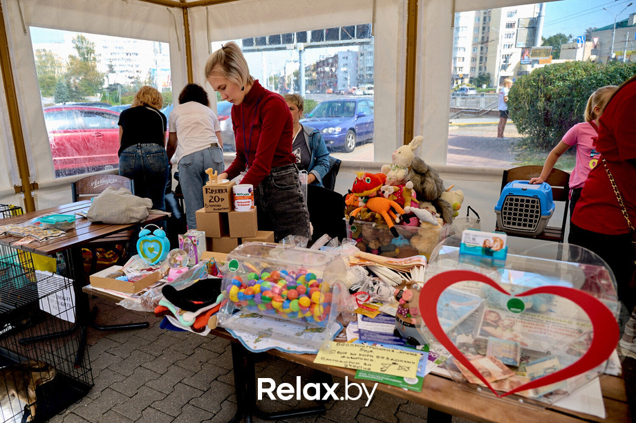 Акция пушистого добра, фото № 56