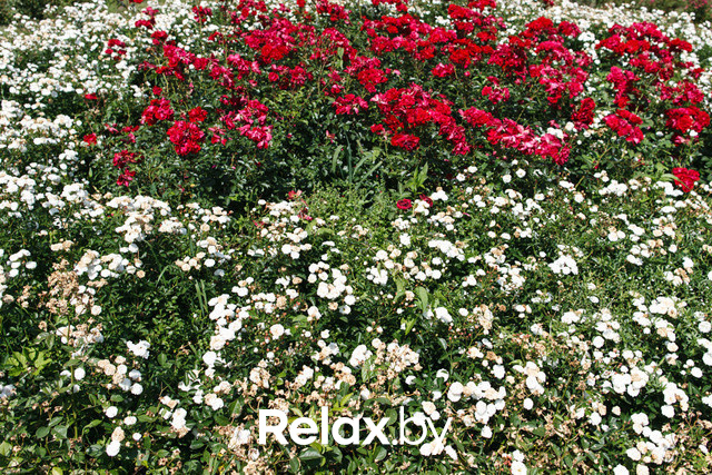 Фестиваль роз, фото № 22