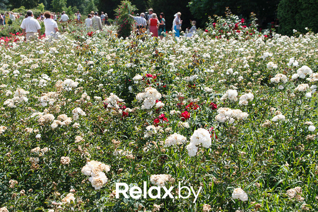 Фестиваль роз, фото № 19