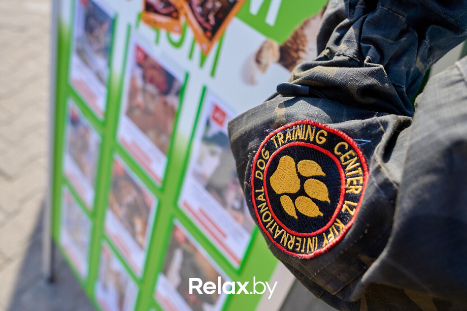 Акция пушистого добра, фото № 139