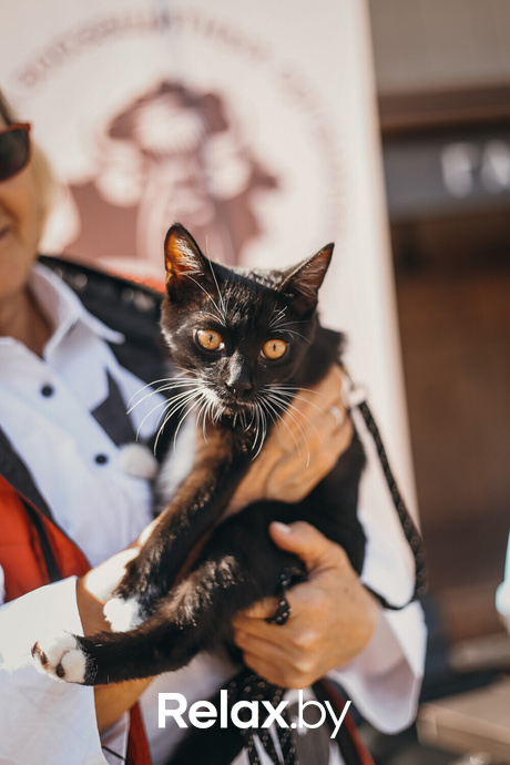 Акция Пушистого Добра, фото № 144