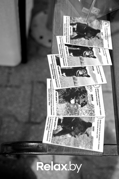 Акция пушистого добра, фото № 34