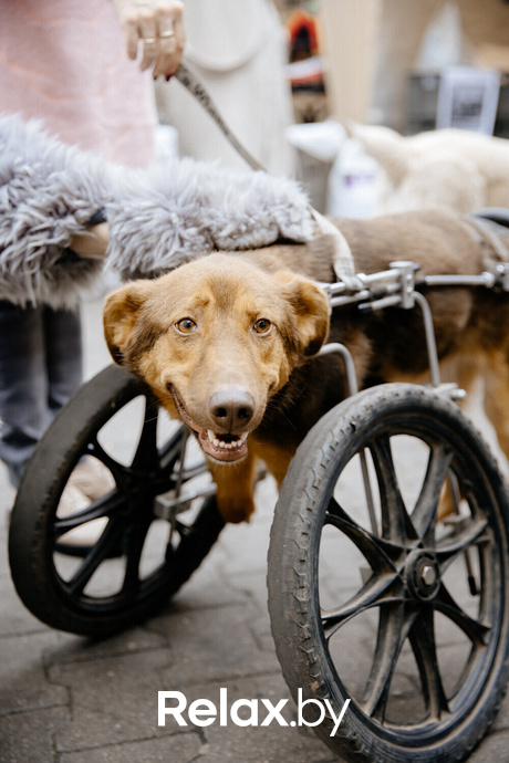 Благотворительная акция пушистого добра, фото № 89