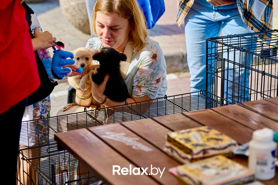 Акция пушистого добра, фото № 68