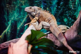 Два билета по цене одного: вас зовут отпраздновать 8 марта в зоопарке