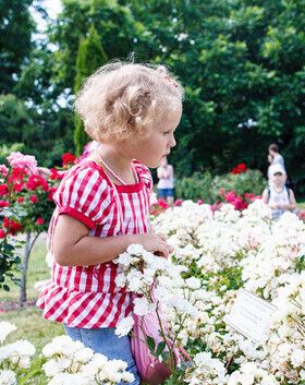 Фестиваль роз