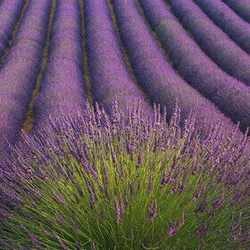 ТУРИСТИЧЕСКАЯ ЦВЕТОТЕРАПИЯ: 5 МЕСТ НА КАРТЕ