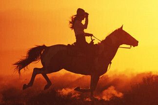 Верхом на коне: где в Минске и окрестностях покататься на лошадях