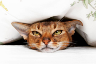 Телячьи нежности: 5 instagram-аккаунтов со зверушками, на которые стоит подписаться