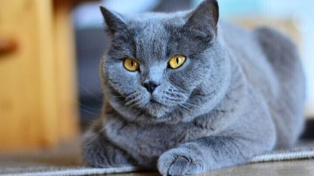 Картины с котиками и лекция о Пасхе. Куда сходить на выходных 22-24 апреля?