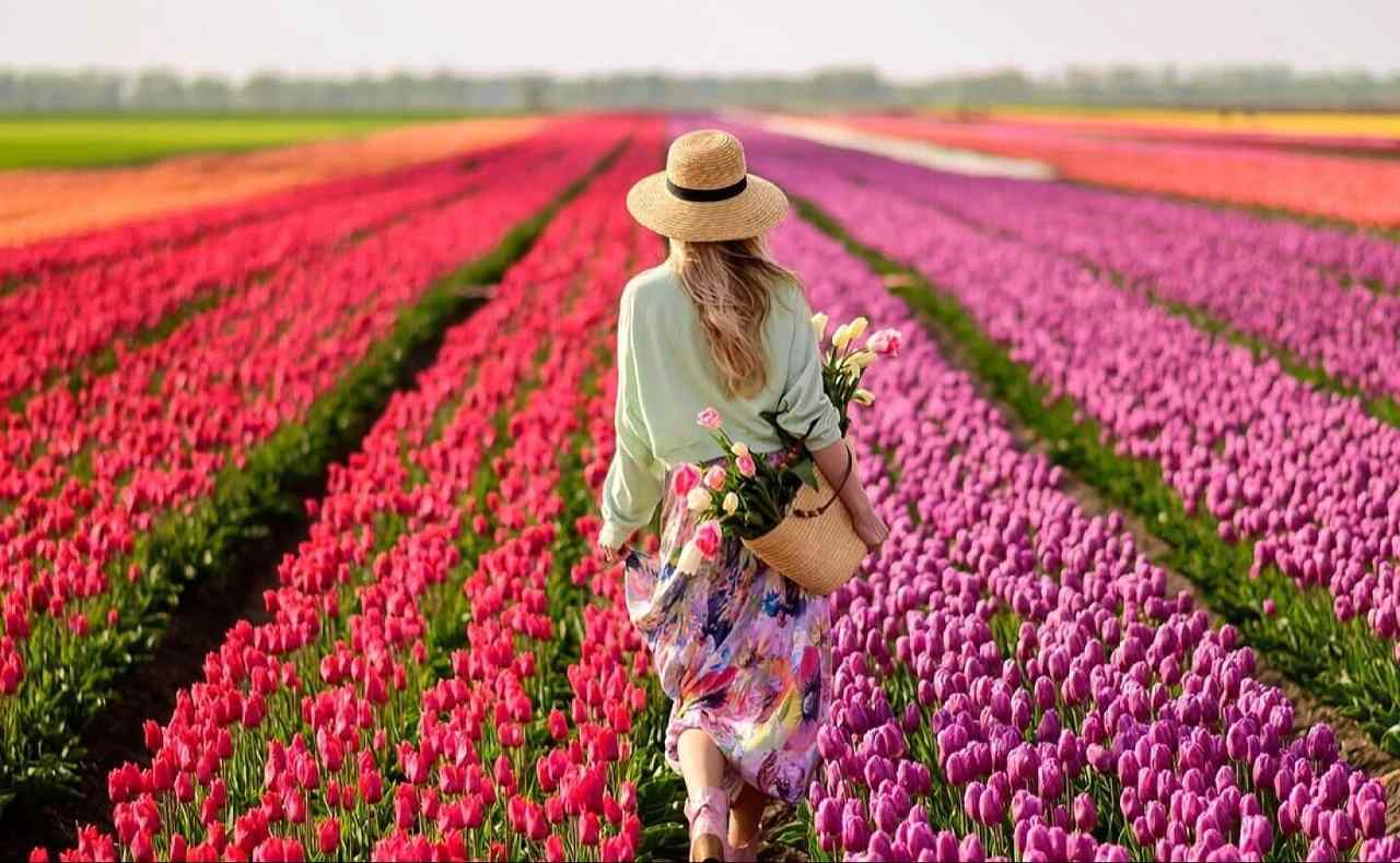 Тюльпановые поля анонсировали сезон: когда, куда и сколько стоит?