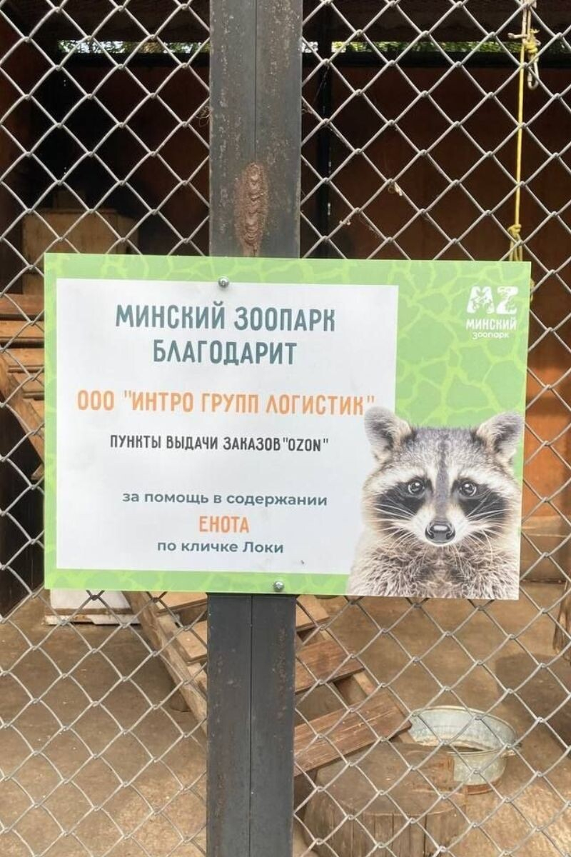 Енот Никиты