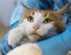 Ветеринарный центр КакадуВет, Галерея - фото 7