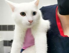 null Ветеринарный центр доктора Базылевского А.А. Филиал «Минск 24/7», Галерея - фото 6