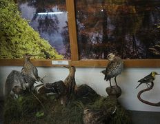 null Музей природы и экологии, Музей - фото 4