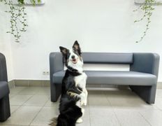 Ветеринарная клиника Минина Плюс, Галерея - фото 2