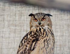 Парк семейного отдыха/зоопарк Парк животных, Галерея - фото 13