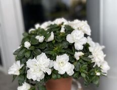 Салон цветов Фурор, Комнатные растения - фото 10