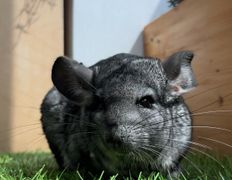 Ветеринарная клиника АйбиВЕТ, Галерея - фото 4