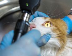 Ветеринарный центр КакадуВет, Галерея - фото 16