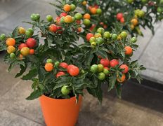 Салон цветов Фурор, Комнатные растения - фото 4