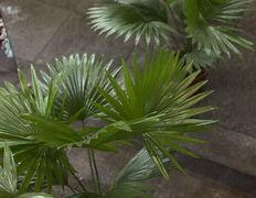 Салон цветов Фурор, Комнатные растения - фото 7