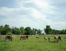 Центр верховой езды Двор Старинки, Прокат - фото 19