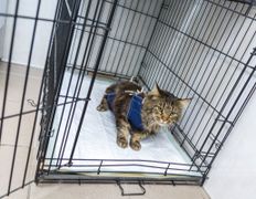 Ветклиника МогВетЛига, Галерея - фото 20