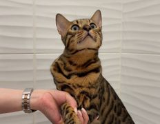 Ветеринарная клиника АйбиВЕТ, Галерея - фото 20