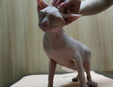 Ветклиника Хвостатый нянь, Наши пациенты - фото 13