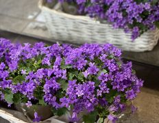 Салон цветов Фурор, Комнатные растения - фото 5