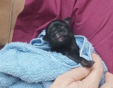 Ветклиника МогВетЛига, МогВетЛига - фото 6