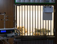 Ветеринарная клиника Белая медведица, Галерея - фото 19