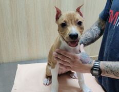 Ветклиника Хвостатый нянь, Галерея - фото 17