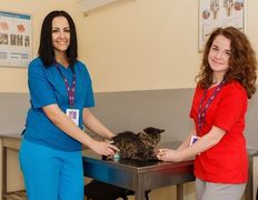 Ветеринарная клиника и аптека  Дай Лапу, Галерея - фото 2